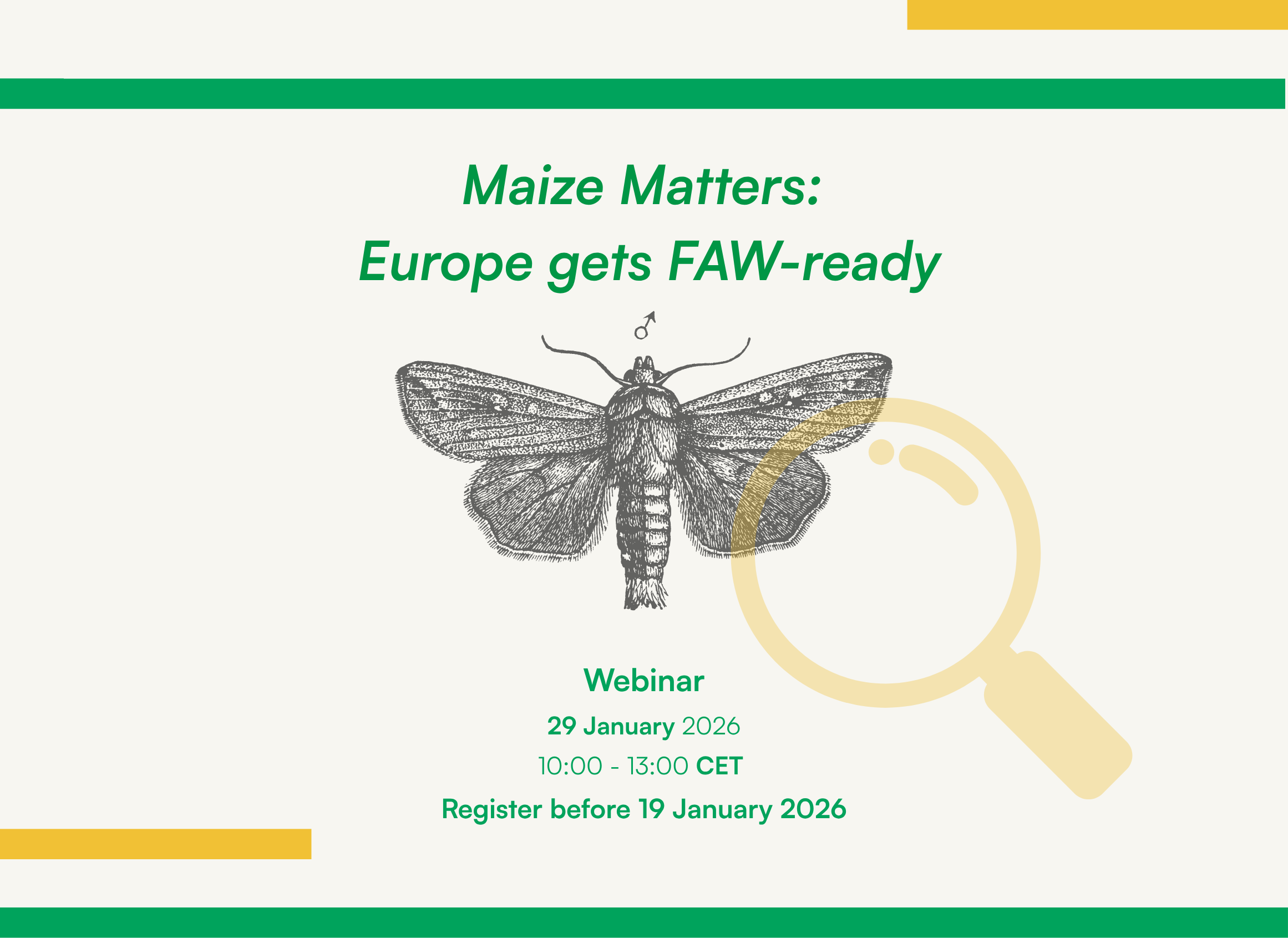 Maize Matters: Europe gets FAW-ready